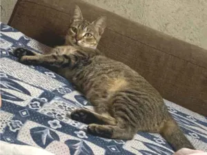 Gato raça SRD-ViraLata idade 2 a 6 meses nome Kiara