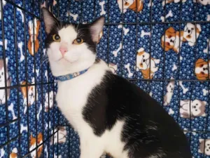 Gato raça SRD-ViraLata idade 3 anos nome Alfredo