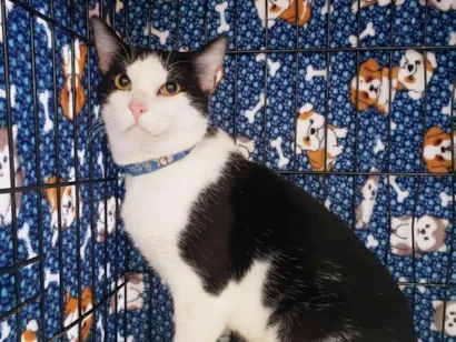Gato raça SRD-ViraLata idade 3 anos nome Alfredo