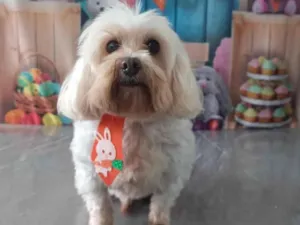Cachorro raça Maltês idade 2 a 6 meses nome Luma