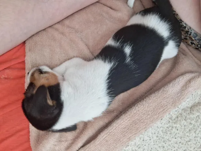 Cachorro raça SRD-ViraLata idade Abaixo de 2 meses nome kiara