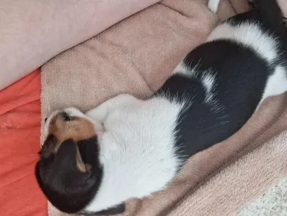 Cachorro raça SRD-ViraLata idade Abaixo de 2 meses nome kiara