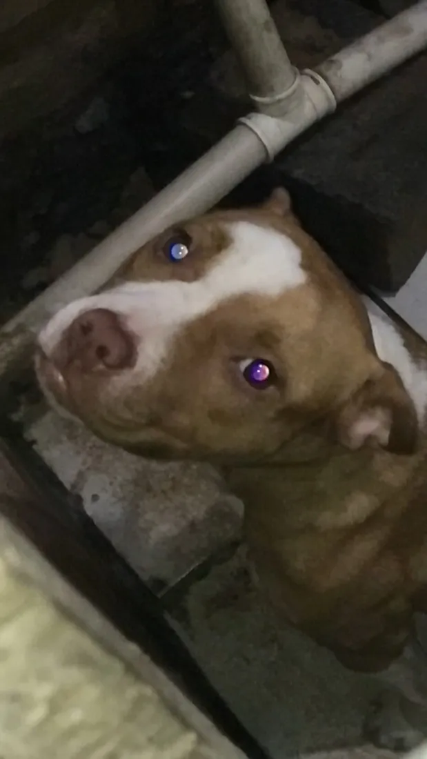 Cachorro raça Pit-Bull idade 1 ano nome Jade