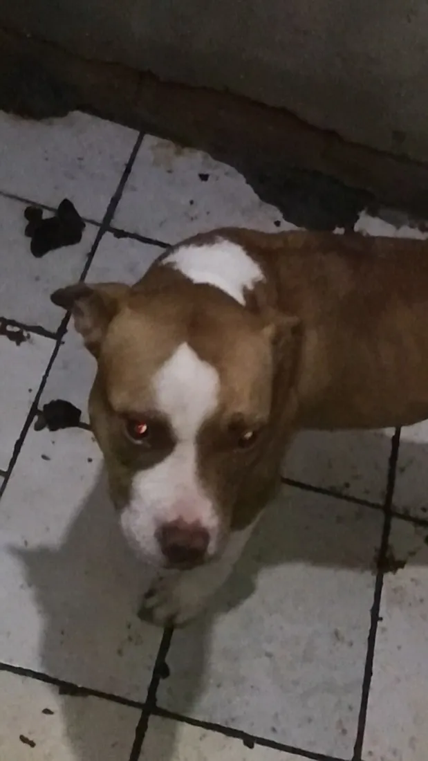 Cachorro raça Pit-Bull idade 1 ano nome Jade
