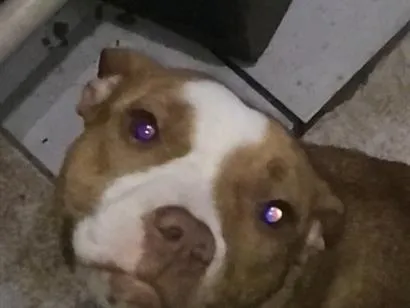 Cachorro raça Pit-Bull idade 1 ano nome Jade