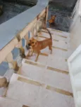 Pipoca