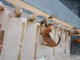 Pipoca