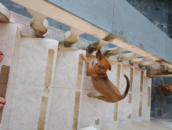 Cachorro raça SRD-ViraLata idade 1 ano nome Pipoca