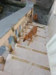 Pipoca