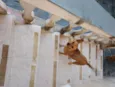 Pipoca