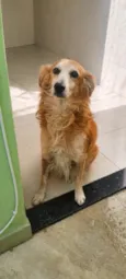 Chico 