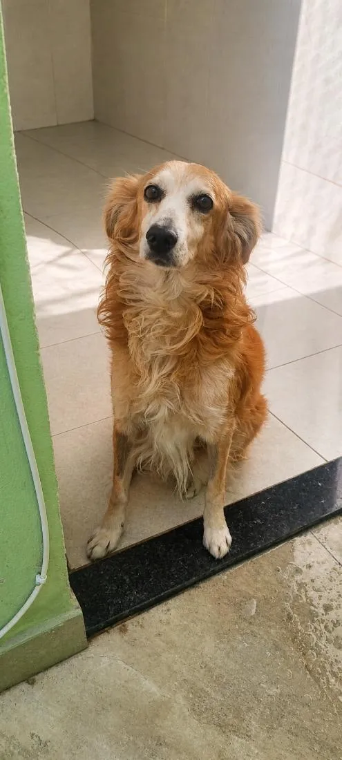 Cachorro raça SRD-ViraLata idade 4 anos nome Chico 