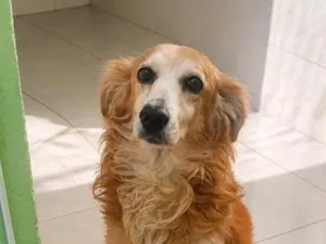 Cachorro raça SRD-ViraLata idade 4 anos nome Chico 