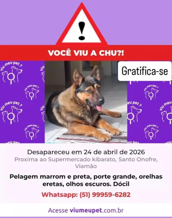 Cachorro raça SRD-ViraLata idade 1 ano nome Chu