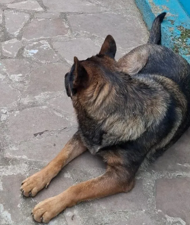 Cachorro raça SRD-ViraLata idade 1 ano nome Chu