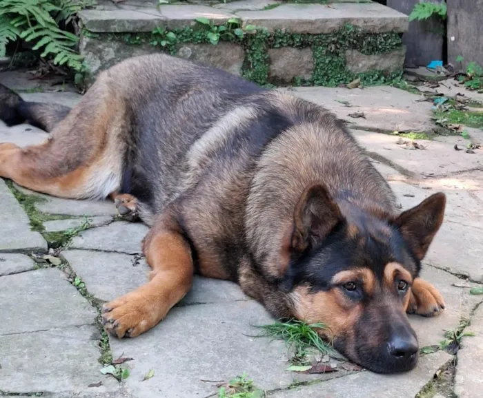 Cachorro raça SRD-ViraLata idade 1 ano nome Chu