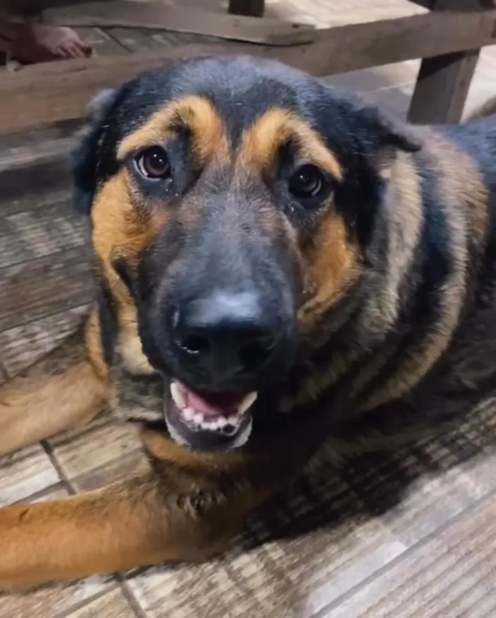 Cachorro raça SRD-ViraLata idade 1 ano nome Chu