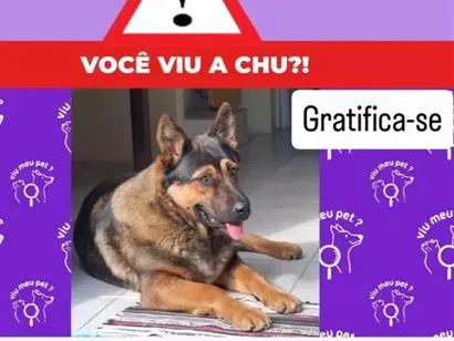 Cachorro raça SRD-ViraLata idade 1 ano nome Chu