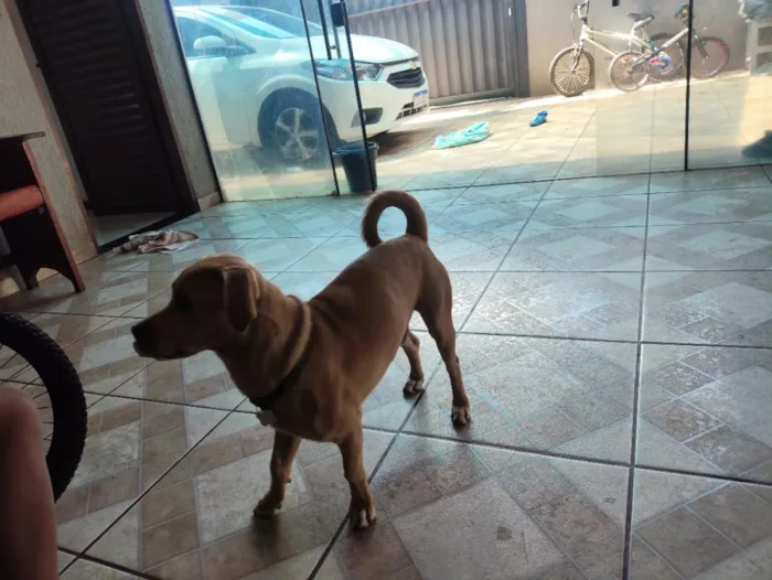 Cachorro raça SRD-ViraLata idade 1 ano nome Bruce