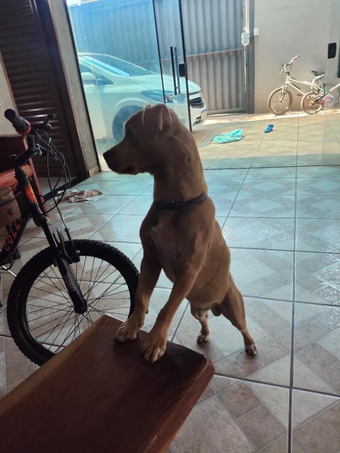 Cachorro raça SRD-ViraLata idade 1 ano nome Bruce