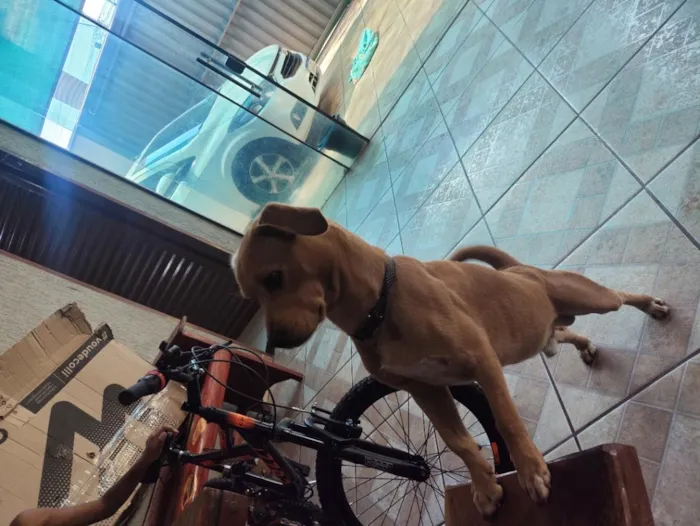 Cachorro raça SRD-ViraLata idade 1 ano nome Bruce