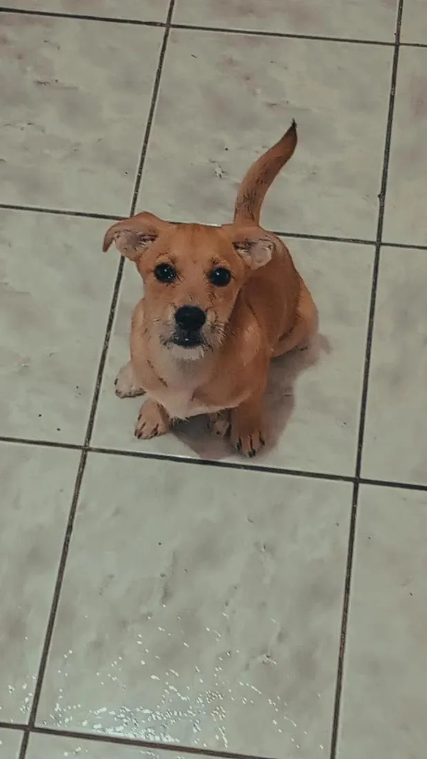 Cachorro raça SRD-ViraLata idade 1 ano nome Thor