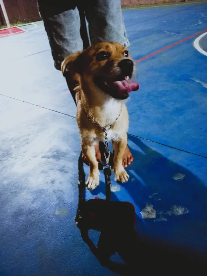 Cachorro raça SRD-ViraLata idade 1 ano nome Thor