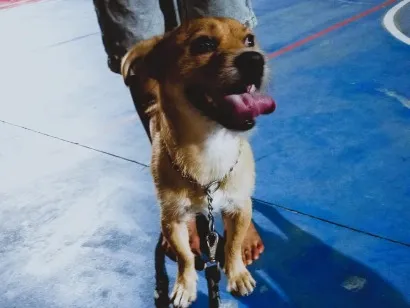 Cachorro raça SRD-ViraLata idade 1 ano nome Thor