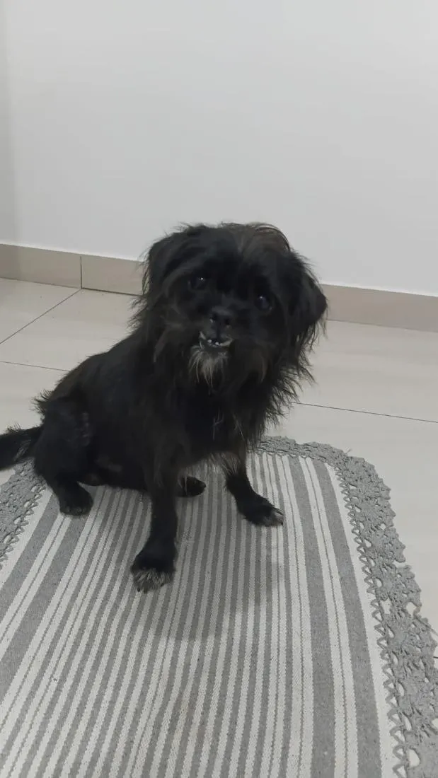 Cachorro raça SRD-ViraLata idade 3 anos nome Billy