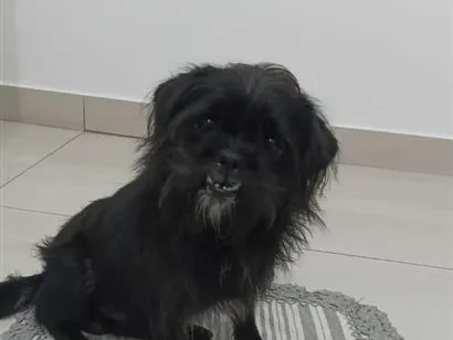 Cachorro raça SRD-ViraLata idade 3 anos nome Billy