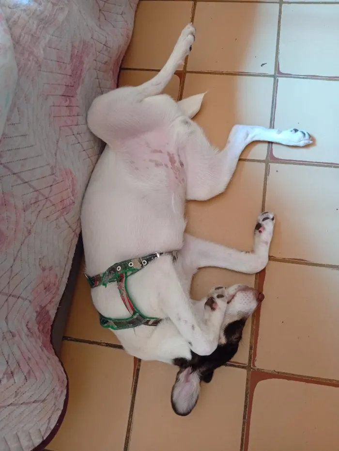 Cachorro raça SRD-ViraLata idade 7 a 11 meses nome Zulú 