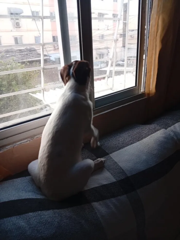 Cachorro raça SRD-ViraLata idade 7 a 11 meses nome Zulú 