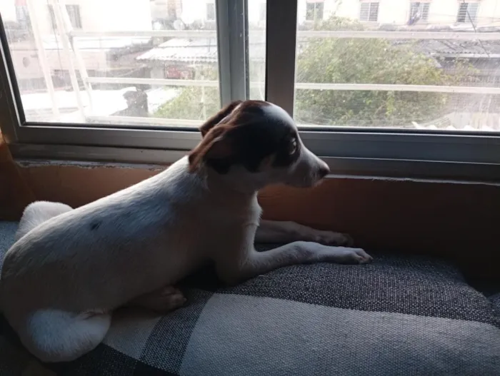 Cachorro raça SRD-ViraLata idade 7 a 11 meses nome Zulú 