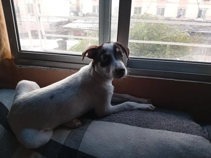 Cachorro raça SRD-ViraLata idade 7 a 11 meses nome Zulú 