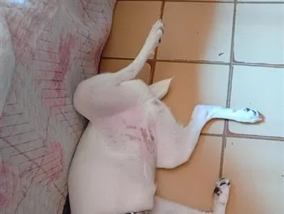 Cachorro raça SRD-ViraLata idade 7 a 11 meses nome Zulú 