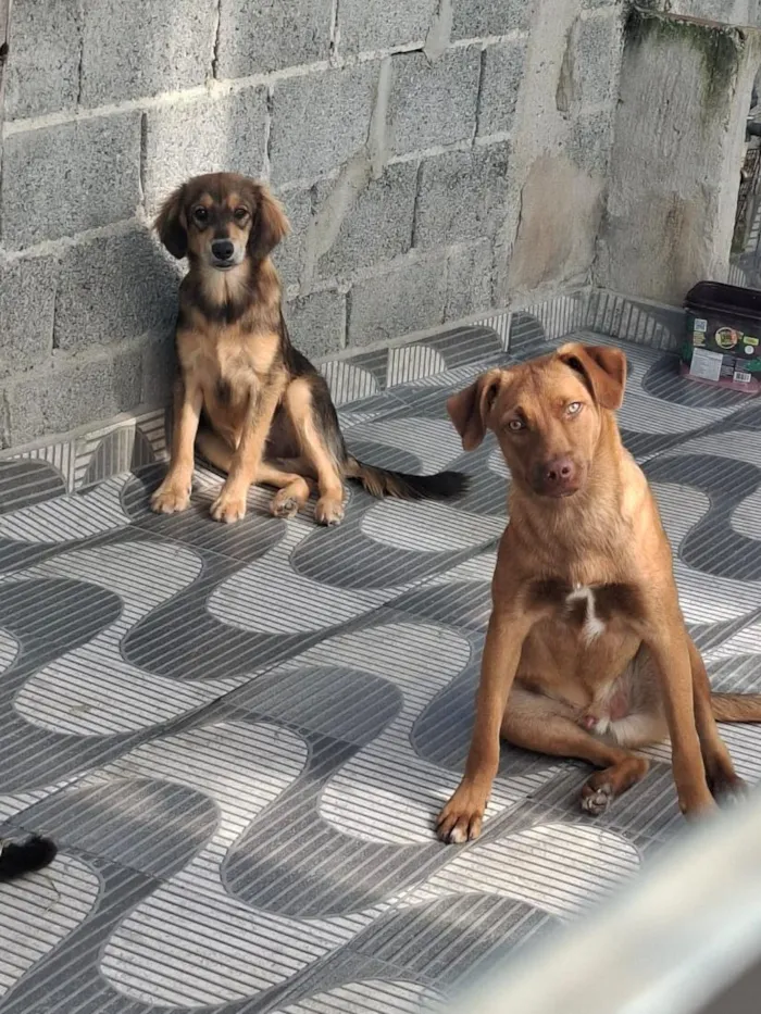 Cachorro raça SRD-ViraLata idade 7 a 11 meses nome bruno