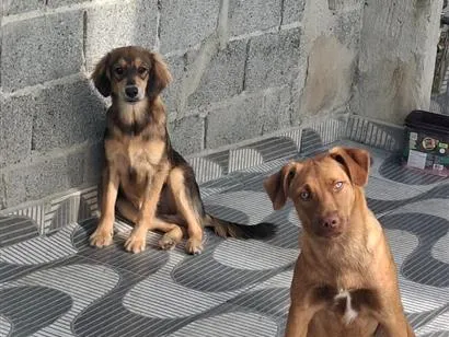 Cachorro raça SRD-ViraLata idade 7 a 11 meses nome bruno