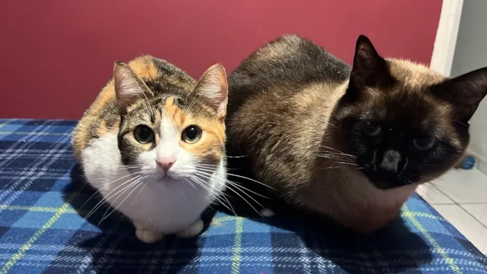 Gato raça Siamês idade 5 anos nome Millow e Lolita 