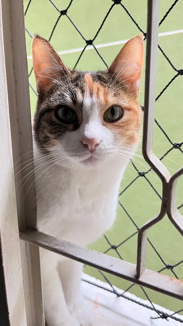 Gato raça Siamês idade 5 anos nome Millow e Lolita 