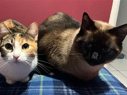Gato raça Siamês idade 5 anos nome Millow e Lolita 
