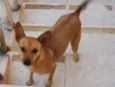 Pipoca