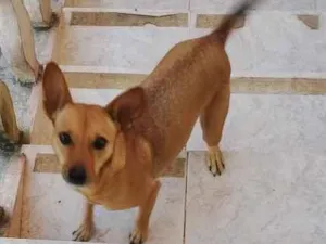 Cachorro raça SRD-ViraLata idade 1 ano nome Pipoca