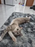 gloria 