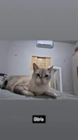 gloria 
