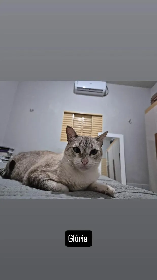 Gato raça SRD-ViraLata idade 1 ano nome gloria 