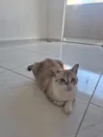 gloria 