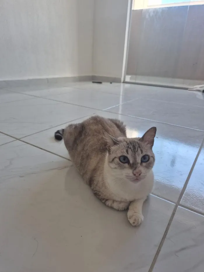 Gato raça SRD-ViraLata idade 1 ano nome gloria 