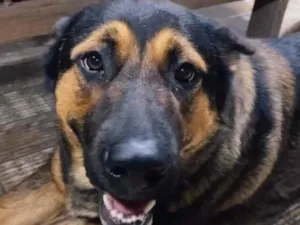 Cachorro raça SRD-ViraLata idade 1 ano nome Chu