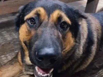 Cachorro raça SRD-ViraLata idade 1 ano nome Chu