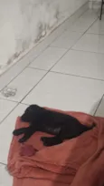 Luf